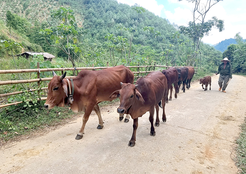 Chống rét cho vật nuôi