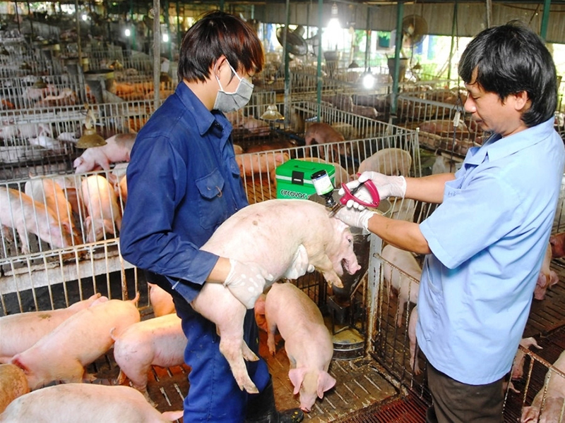 Tiêm phòng vắc xin cho đàn lợn