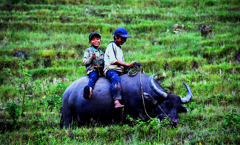 phòng chống đói rét cho gia súc