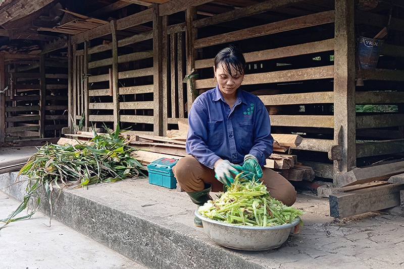 Thủ phủ hươu sao Hà Tĩnh