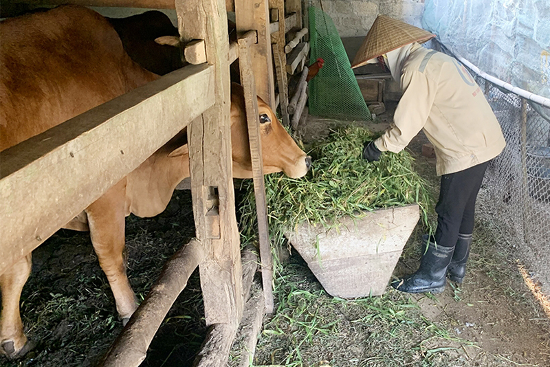 phương án chống rét cho gia súc