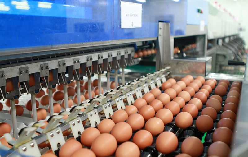 hạn ngạch thuế quan nhập khẩu trứng gia cầm năm 2024