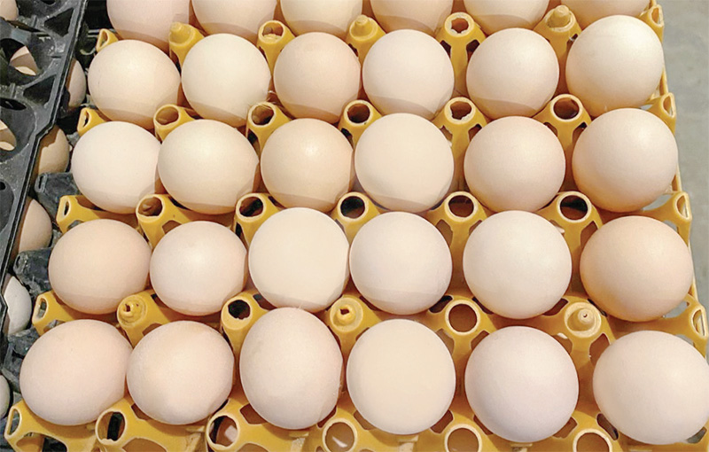 Trứng gà CP - T1 có hình thái đẹp, lòng đỏ có màu vàng cam