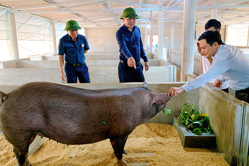 Mô hình chăn nuôi lợn hữu cơ