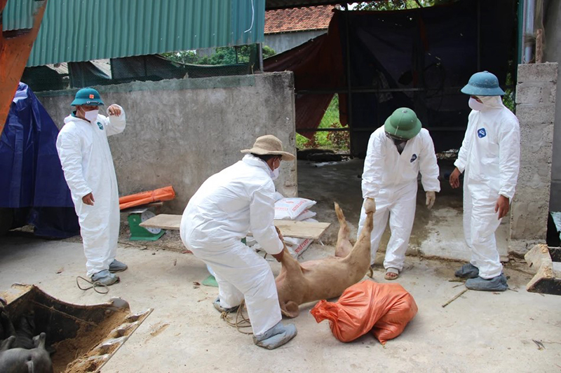 dịch tả lợn châu Phi