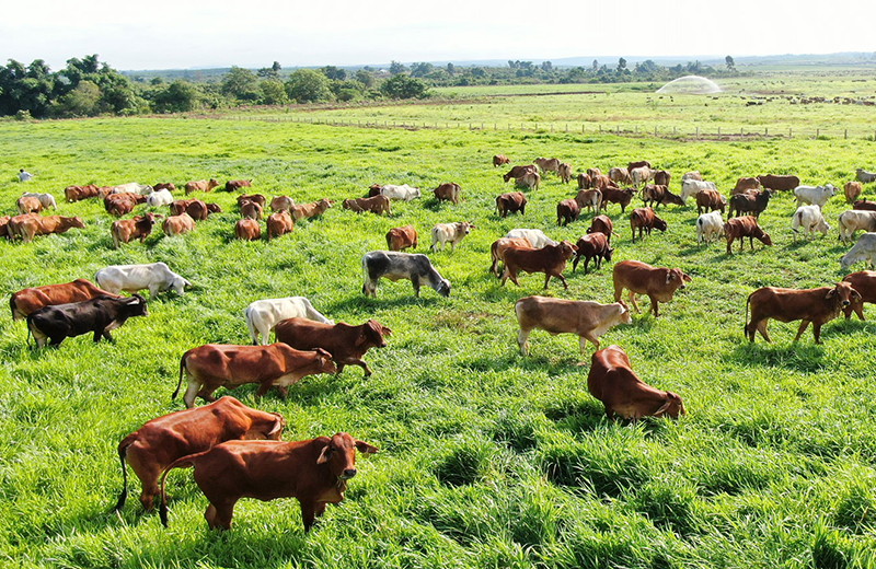 Chăn nuôi bò theo mô hình tuần hoàn