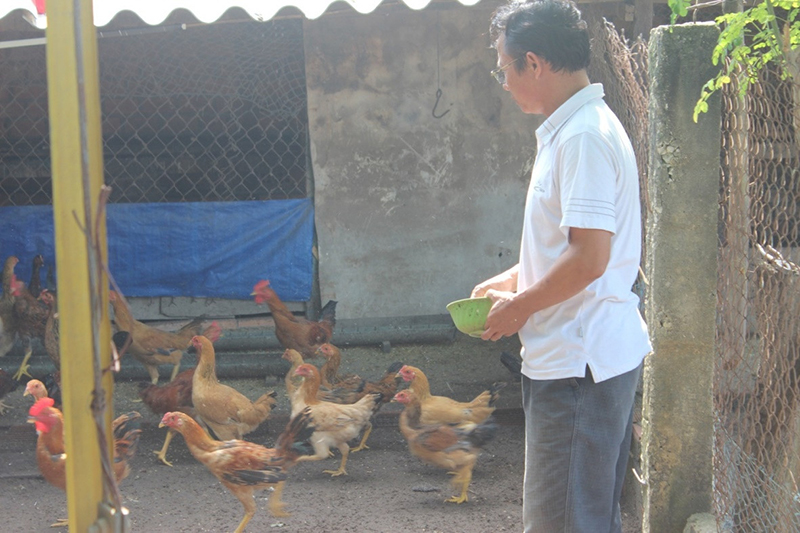 nuôi gà an toàn sinh học