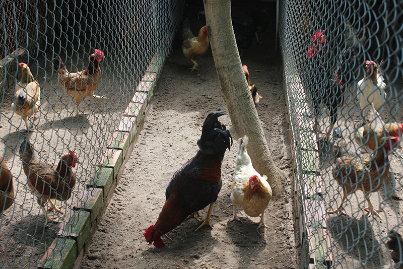 nuôi gà an toàn sinh học