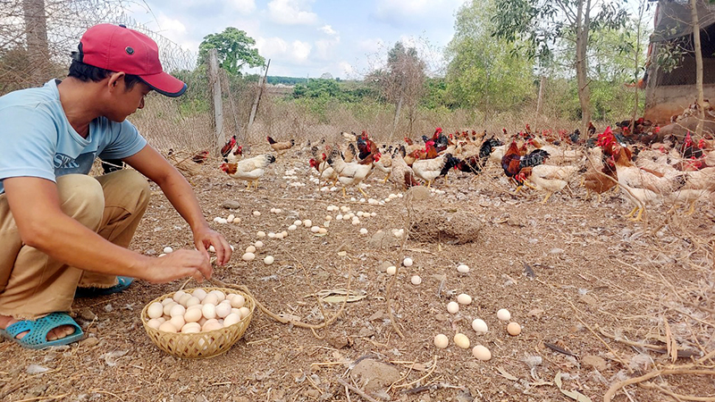 chăn nuôi an toàn dịch bệnh