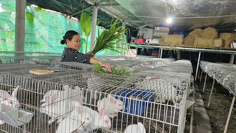 Mô hình nuôi thỏ thương phẩm