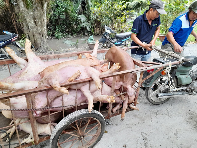 dịch tả heo châu Phi