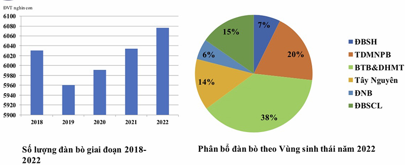 Hiện trạng phát triển chăn nuôi đàn bò thịt ở Việt Nam từ năm 2018 - 2022