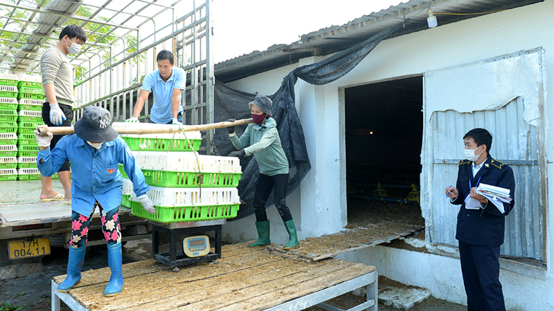 buôn lậu gia súc, gia cầm