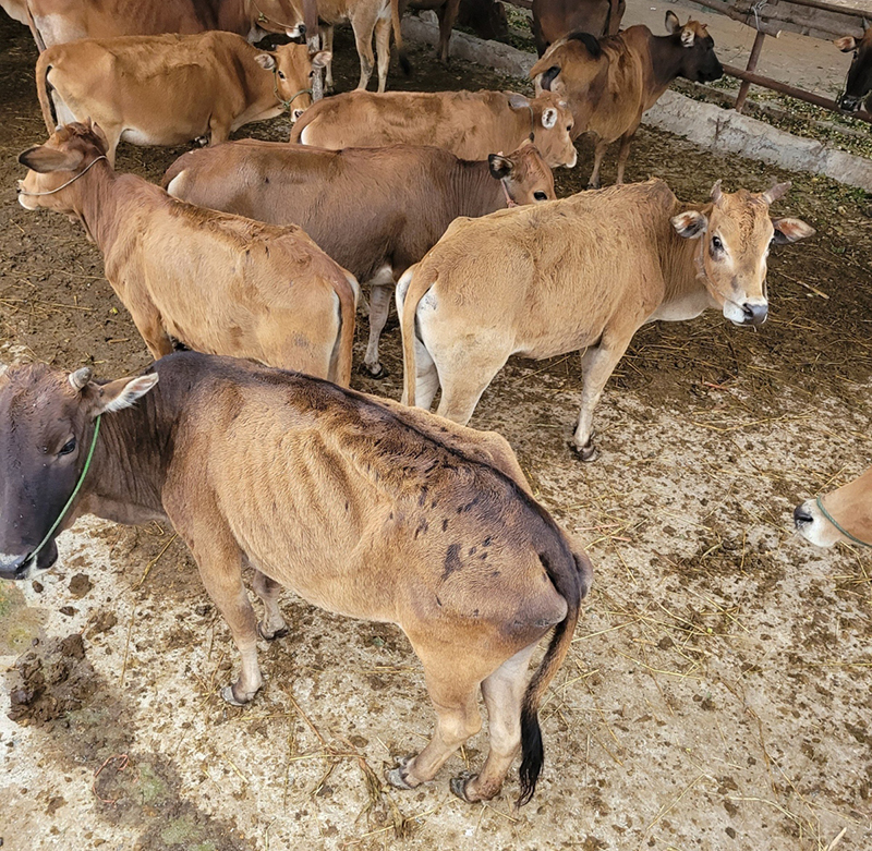 bò giống được cấp ở Điện Biên không đảm bảo chất lượng