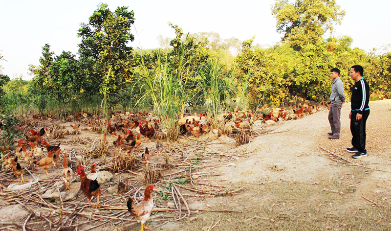 Gà đồi Phú Bình