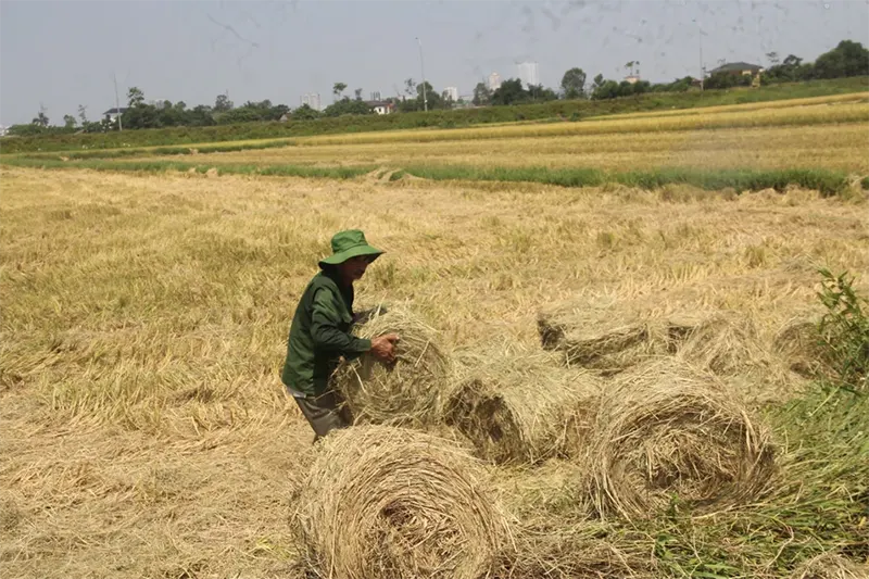 giá rơm cuộn