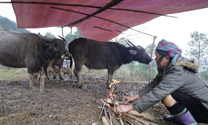 chống rét cho vật nuôi