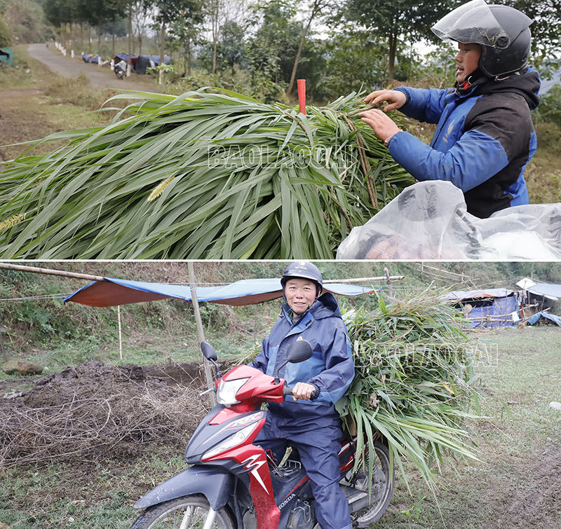 chống rét cho vật nuôi