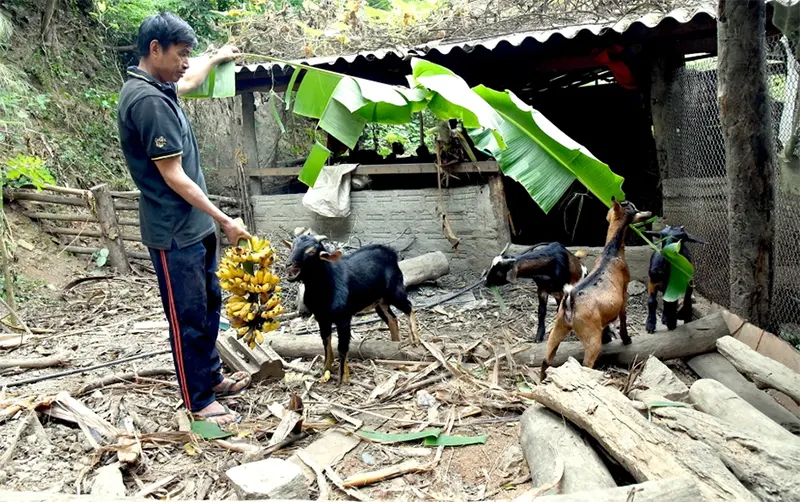 Lợn đen, dê núi nuôi bằng chuối chín