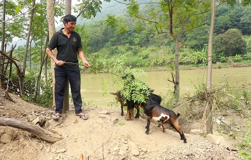 Lợn đen, dê núi nuôi bằng chuối chín