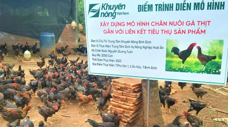 nuôi gà thịt gắn với liên kết tiêu thụ