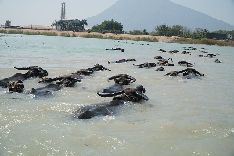 nuôi trâu điêu đứng