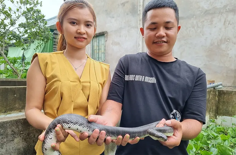 rắn ri cá