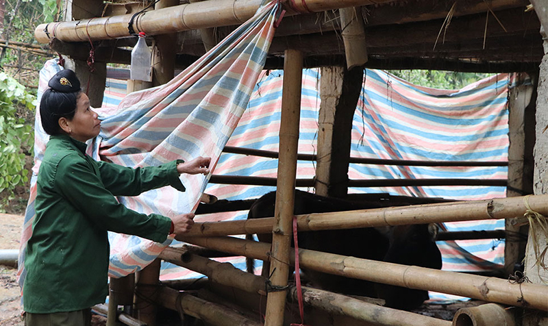 Trâu bò chết rét