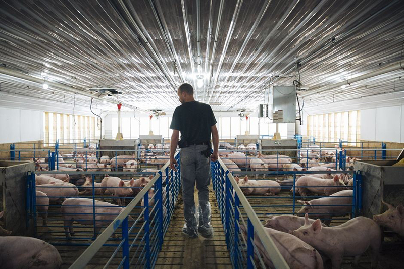 tiêu thụ thịt lợn Mỹ