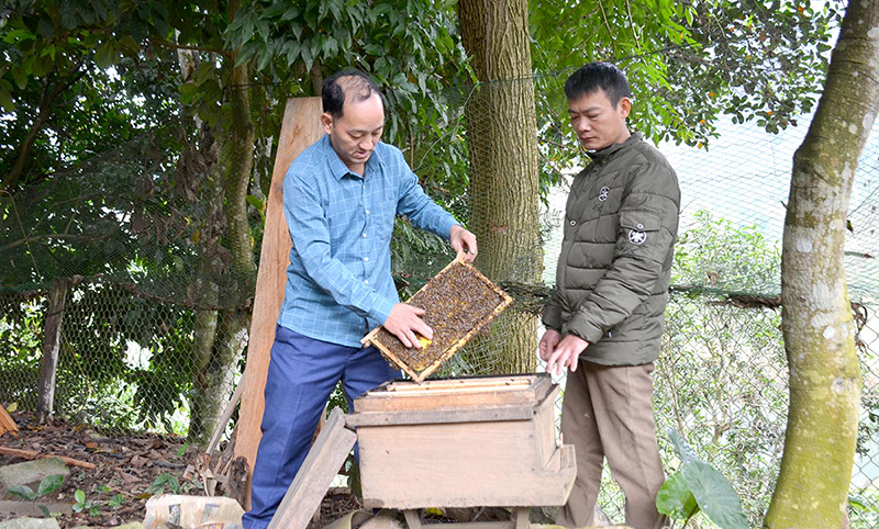 nuôi ong lấy mật