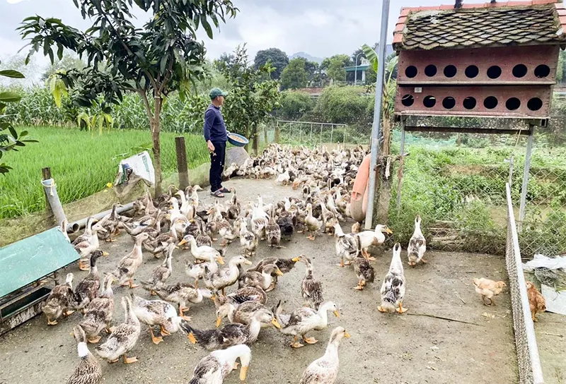 vịt thả sông