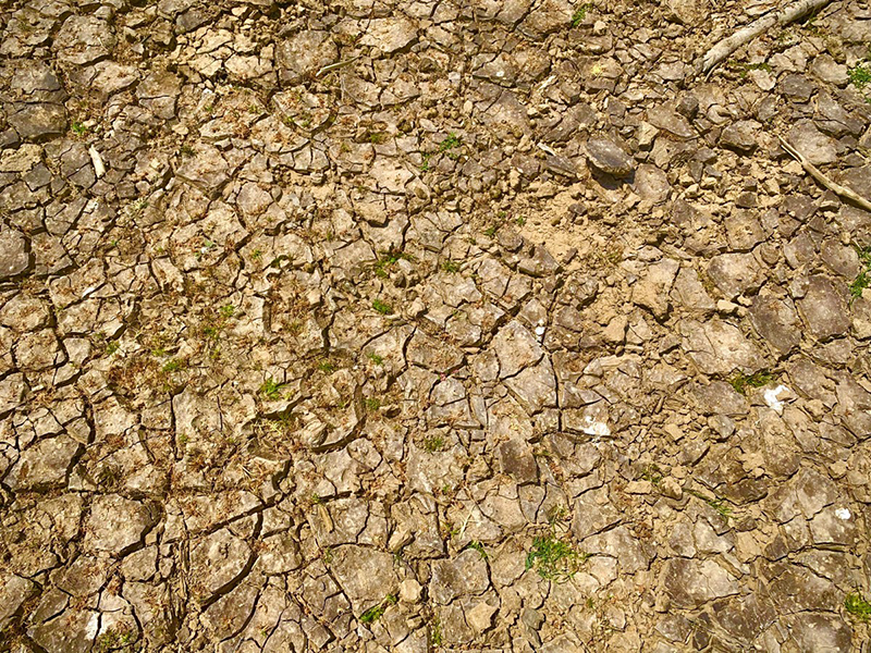 khô hạn ở Ninh Thuận
