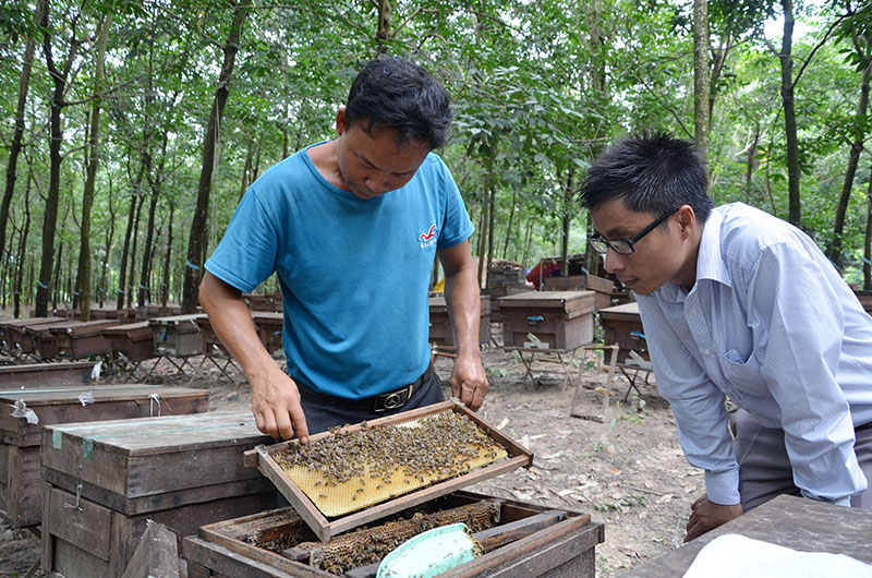 Đề án Phát triển bền vững ngành ong đến năm 2030