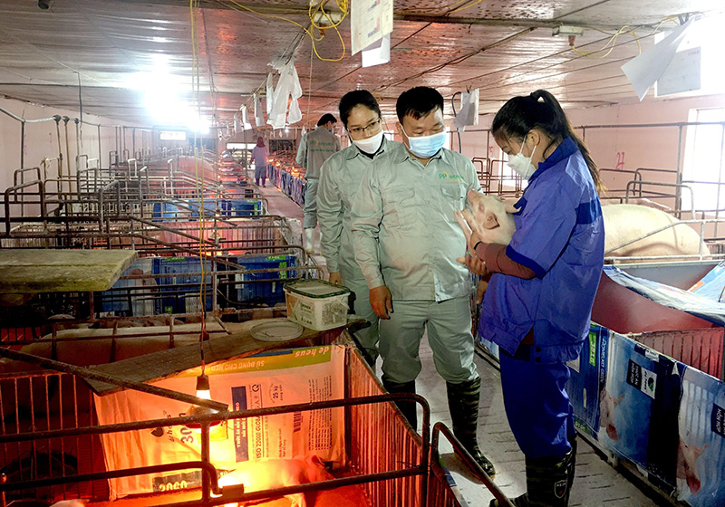 Đề án xây dựng và phát triển vùng chăn nuôi an toàn dịch bệnh tỉnh Tuyên Quang
