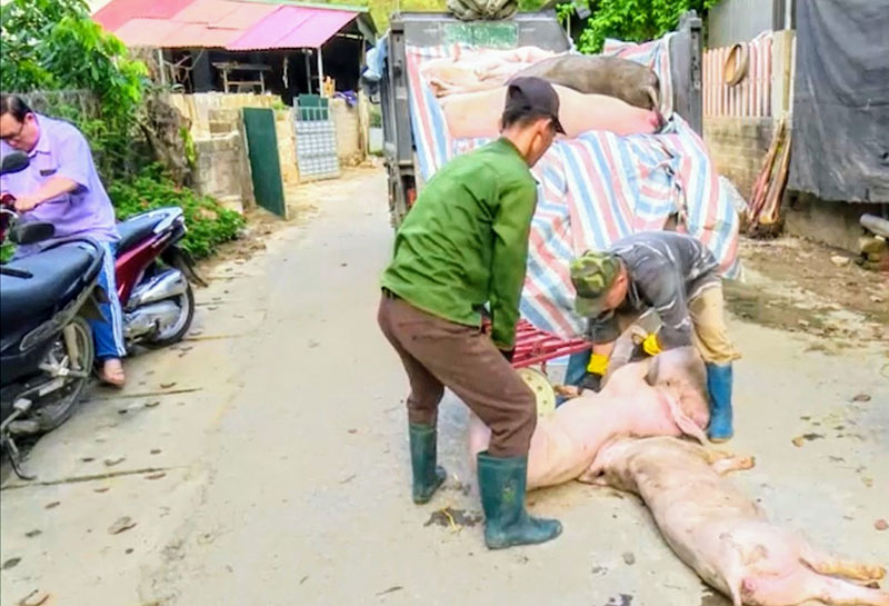 thu mua lợn bệnh Bắc Kạn