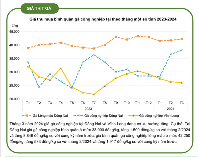 giá thu mua gà công nghiệp