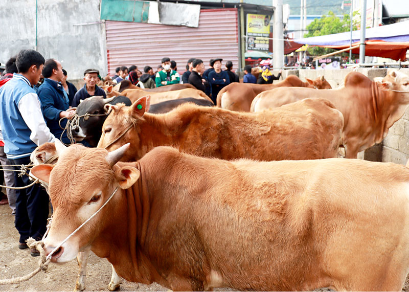 chợ bò Mèo Vạc