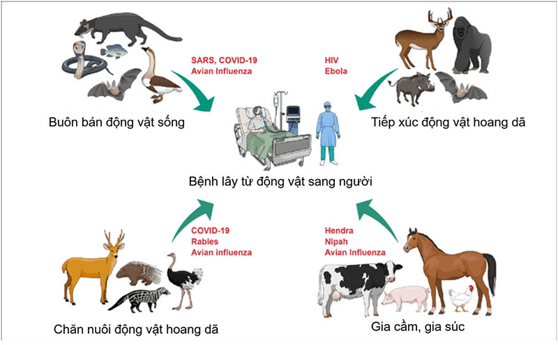 bệnh lây từ động vật sang người