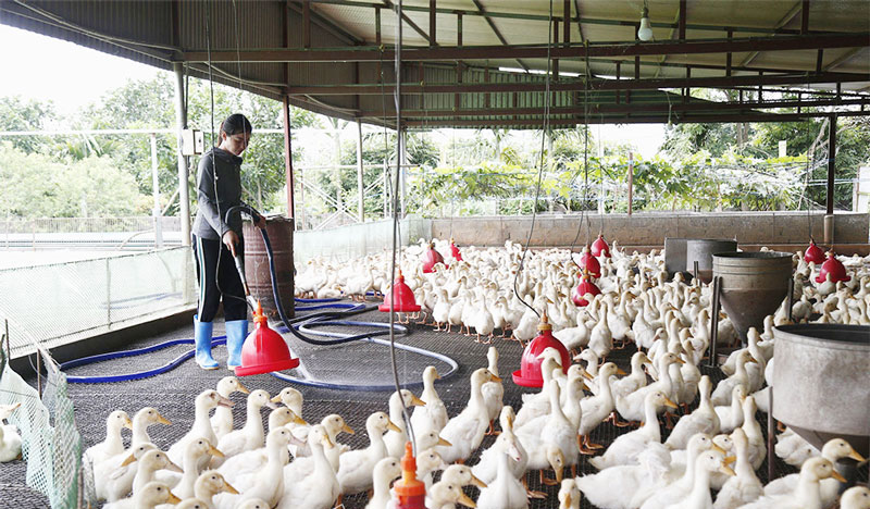 chăn nuôi an toàn sinh học