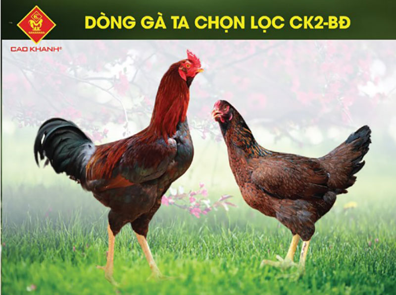 Gà lai chọi CK2-BĐ