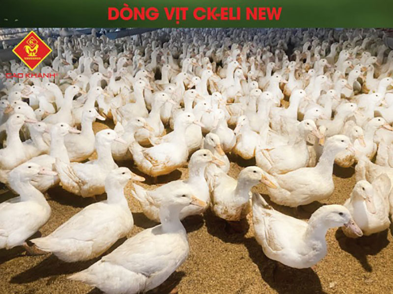 giống vịt CK-Eli New