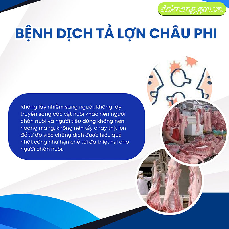 Dịch tả lợn châu Phi