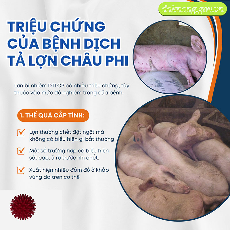 Dịch tả lợn châu Phi