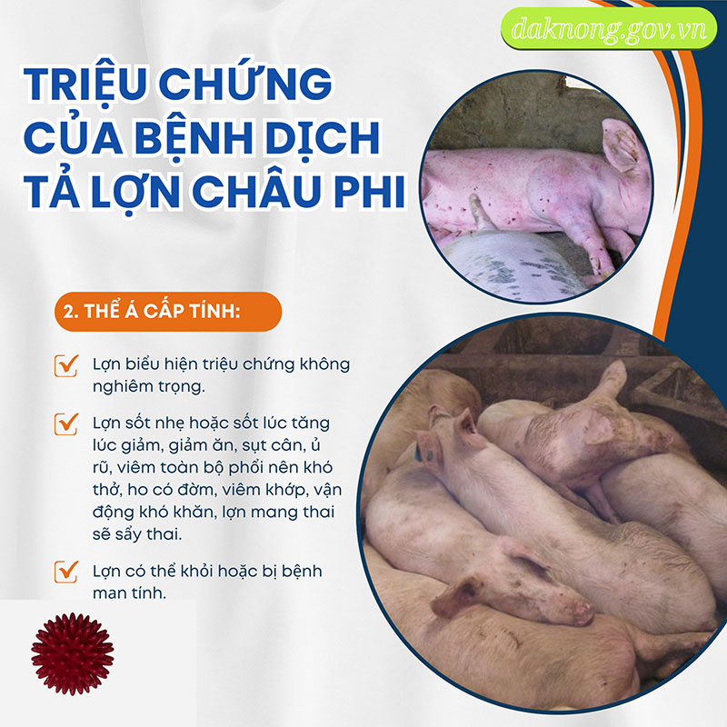 Dịch tả lợn châu Phi