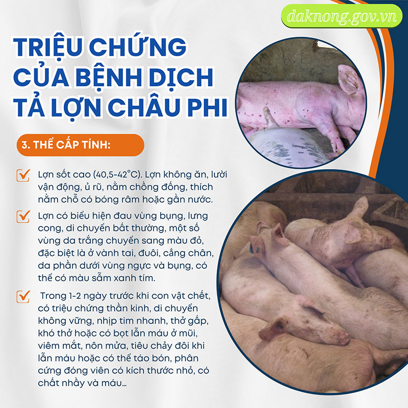 Dịch tả lợn châu Phi