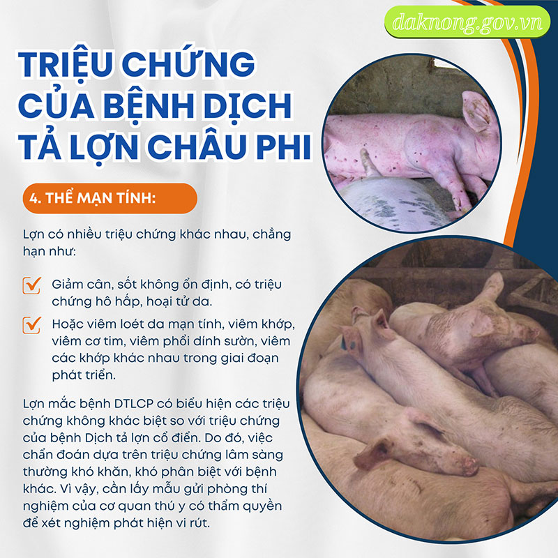 Dịch tả lợn châu Phi