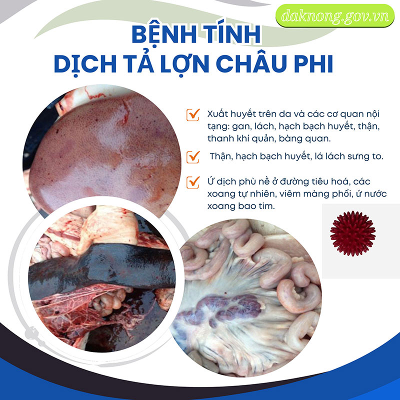 Dịch tả lợn châu Phi