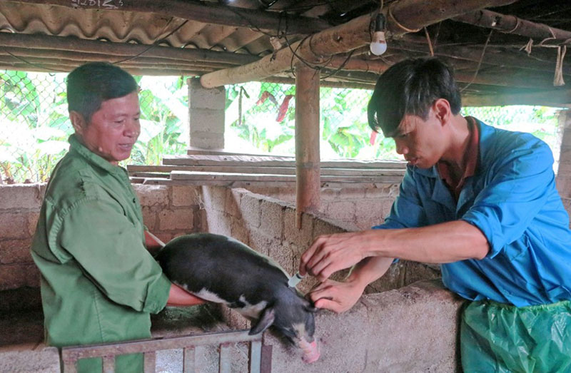 tái đàn nuôi lợn