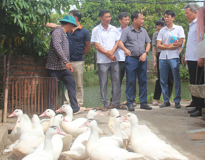 nuôi ngan an toàn sinh học