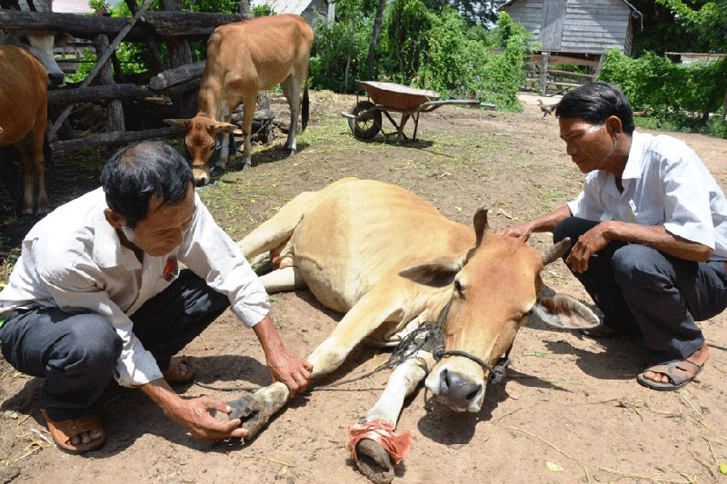 bò chết